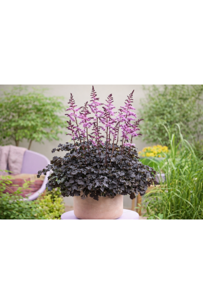 Астильба Дарк Сайд оф зе Мун фото